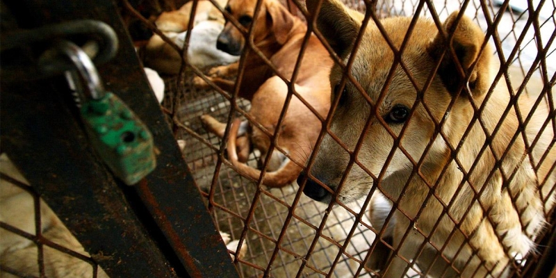 В Южной Корее законодательно запретят есть собак